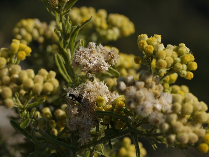 Eschenbachia stricta photo 8