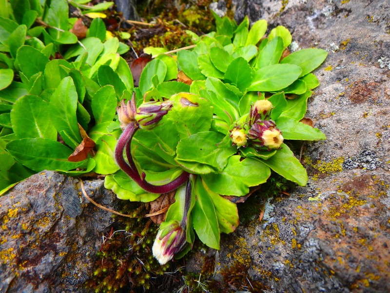 Eschenbachia subscaposa