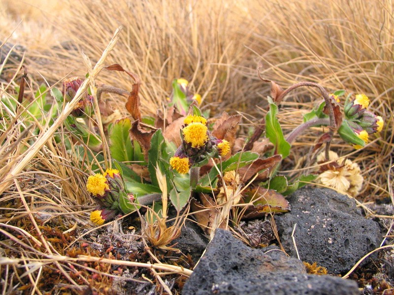 Eschenbachia subscaposa photo 2
