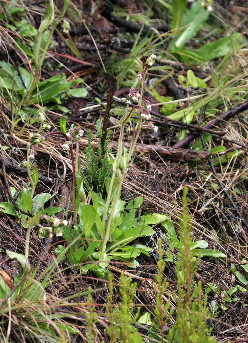 Eschenbachia subscaposa photo 3