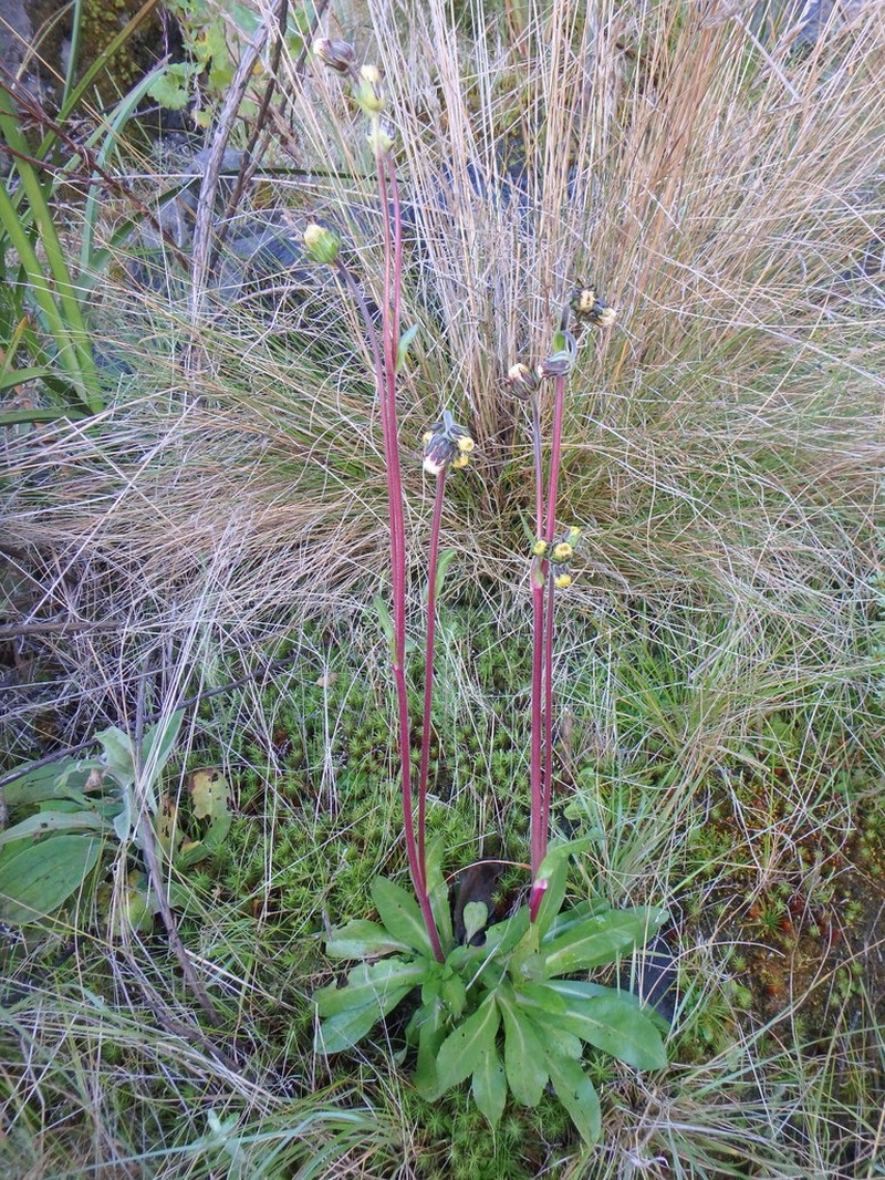 Eschenbachia subscaposa photo 5
