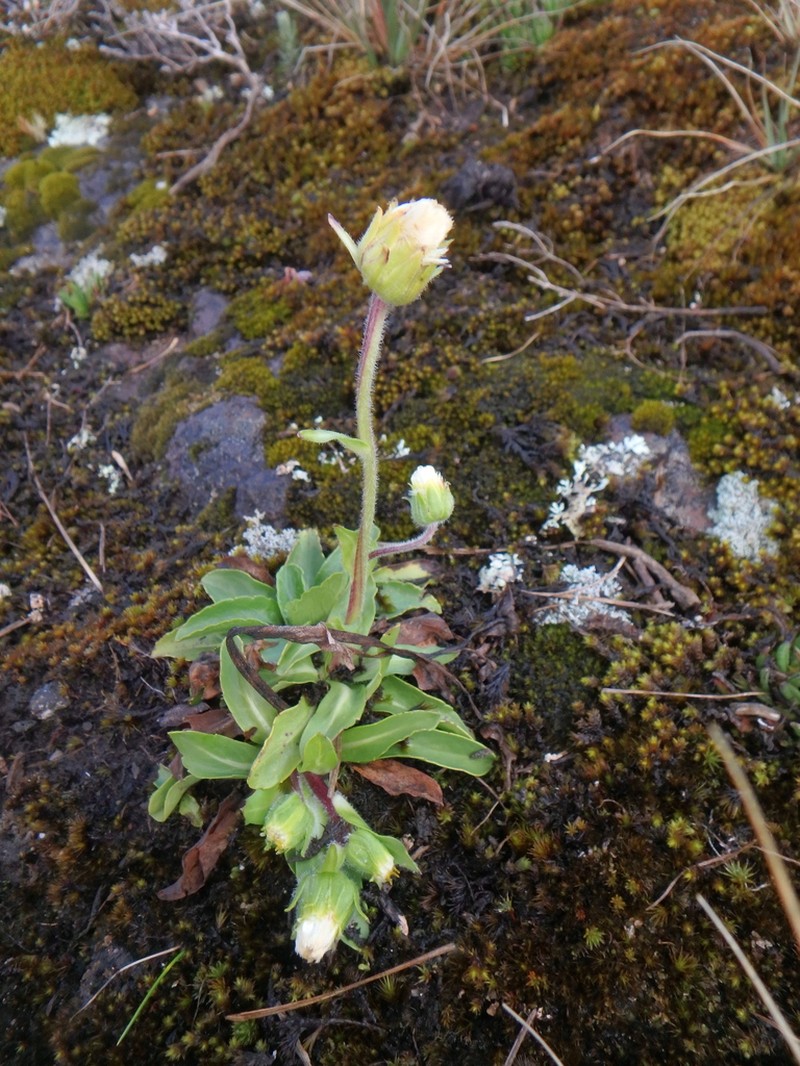 Eschenbachia subscaposa photo 6