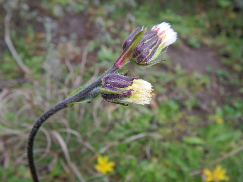 Eschenbachia subscaposa photo 7