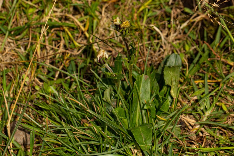 Eschenbachia subscaposa photo 8