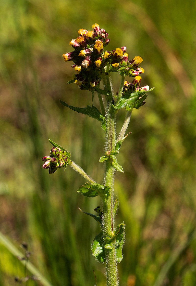 Eschenbachia tigrensis