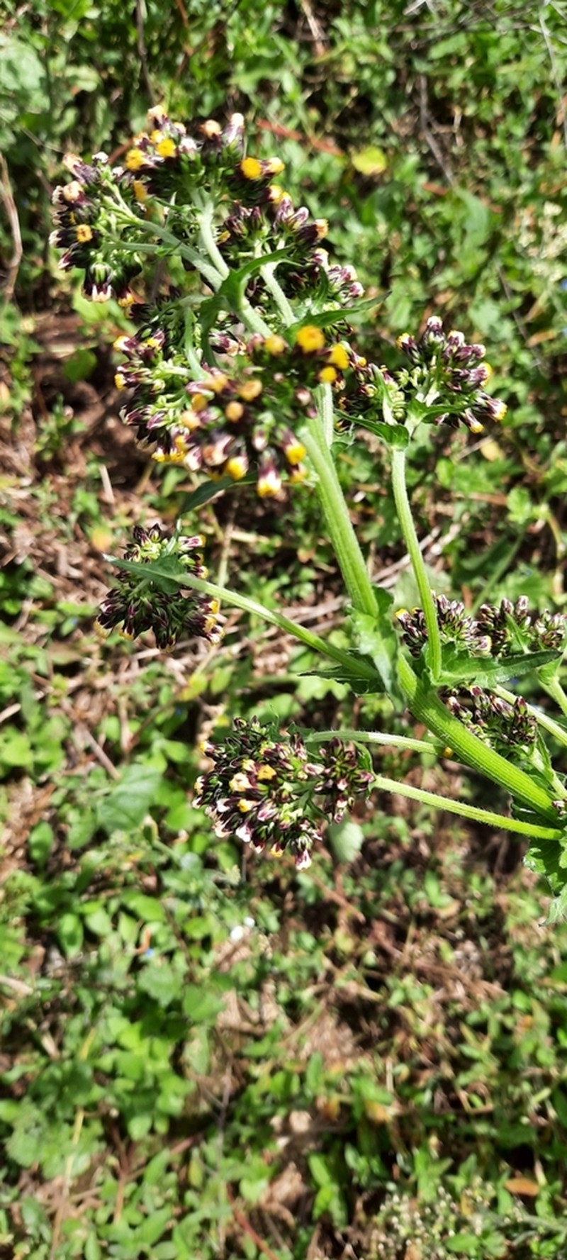 Eschenbachia tigrensis photo 2