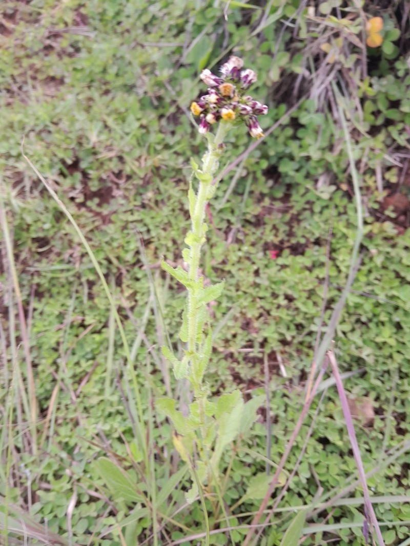 Eschenbachia tigrensis photo 3