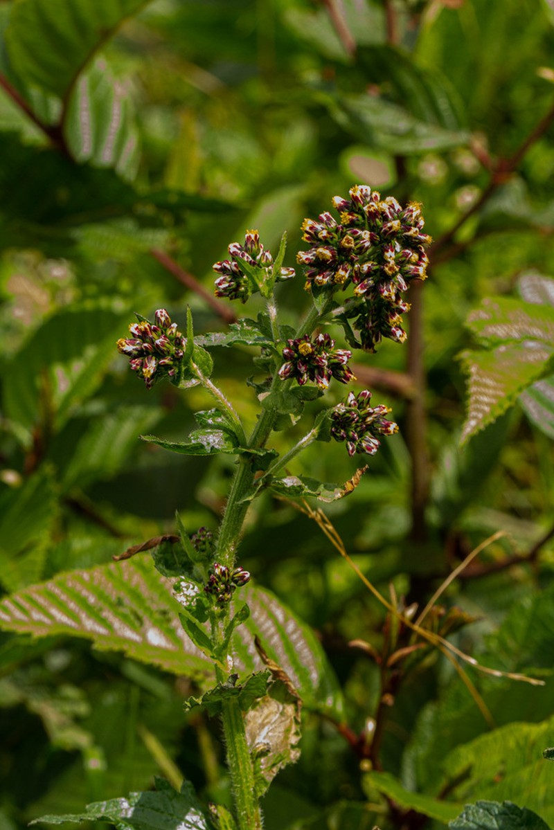 Eschenbachia tigrensis photo 4