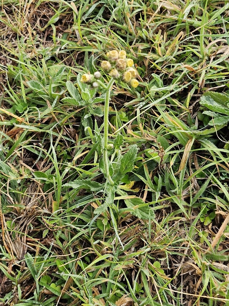 Eschenbachia tigrensis photo 6