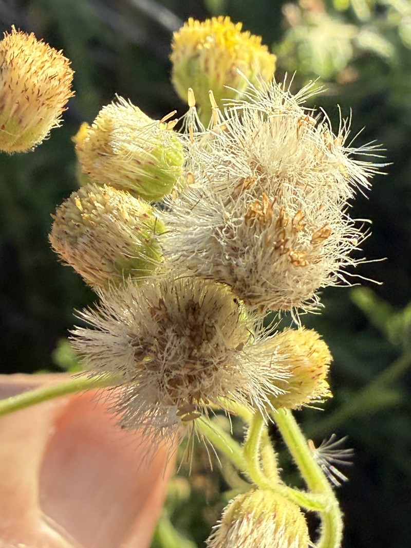Eschenbachia ulmifolia