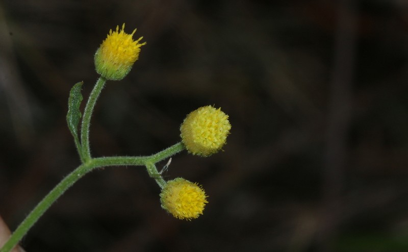 Eschenbachia ulmifolia photo 2