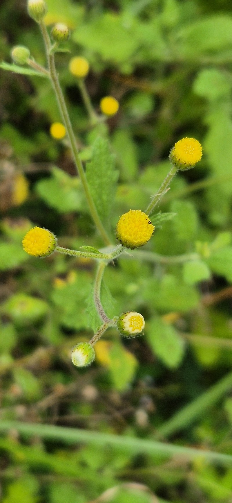 Eschenbachia ulmifolia photo 3