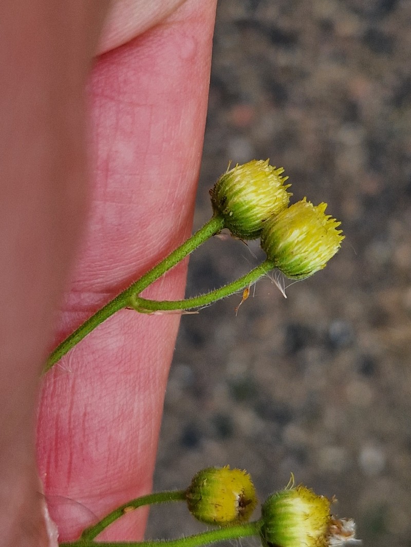 Eschenbachia ulmifolia photo 4