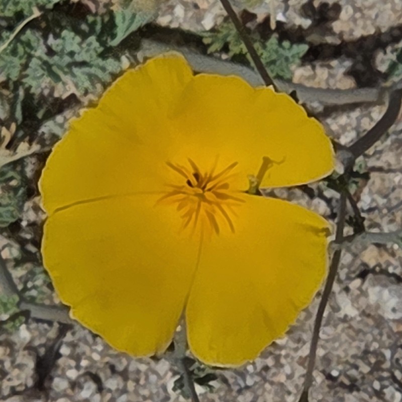 Eschscholzia androuxii