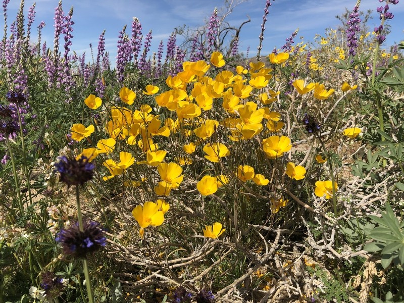 Eschscholzia androuxii photo 2