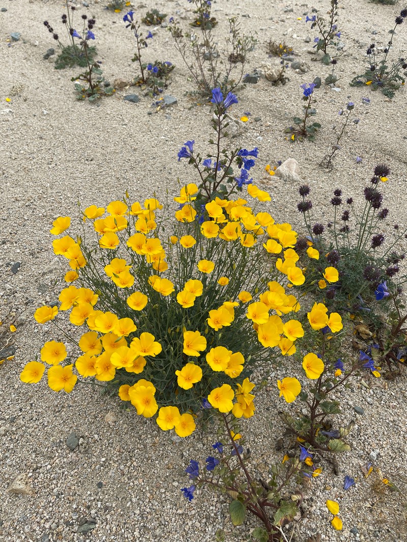 Eschscholzia androuxii photo 4