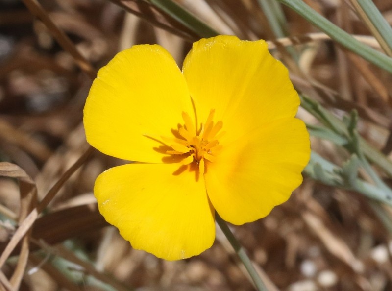 Eschscholzia androuxii photo 5
