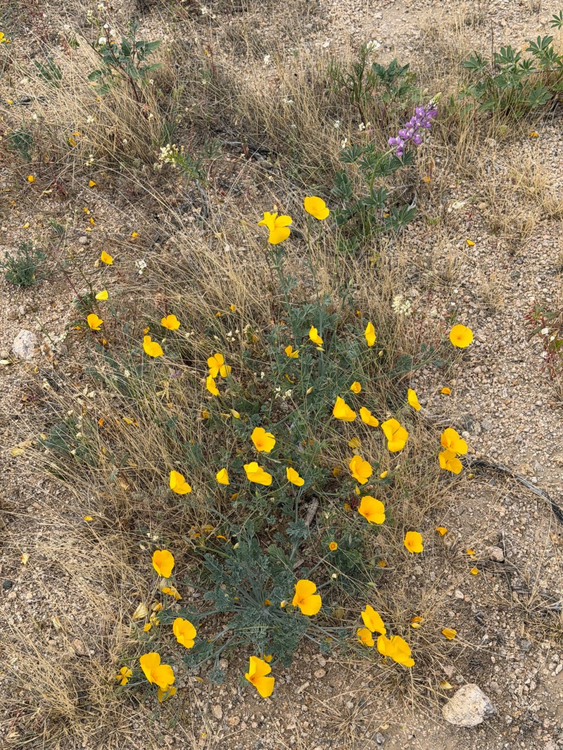 Eschscholzia androuxii photo 7