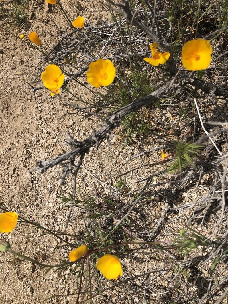 Eschscholzia androuxii photo 8