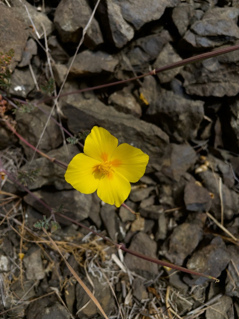 Tufted Poppy photo 3
