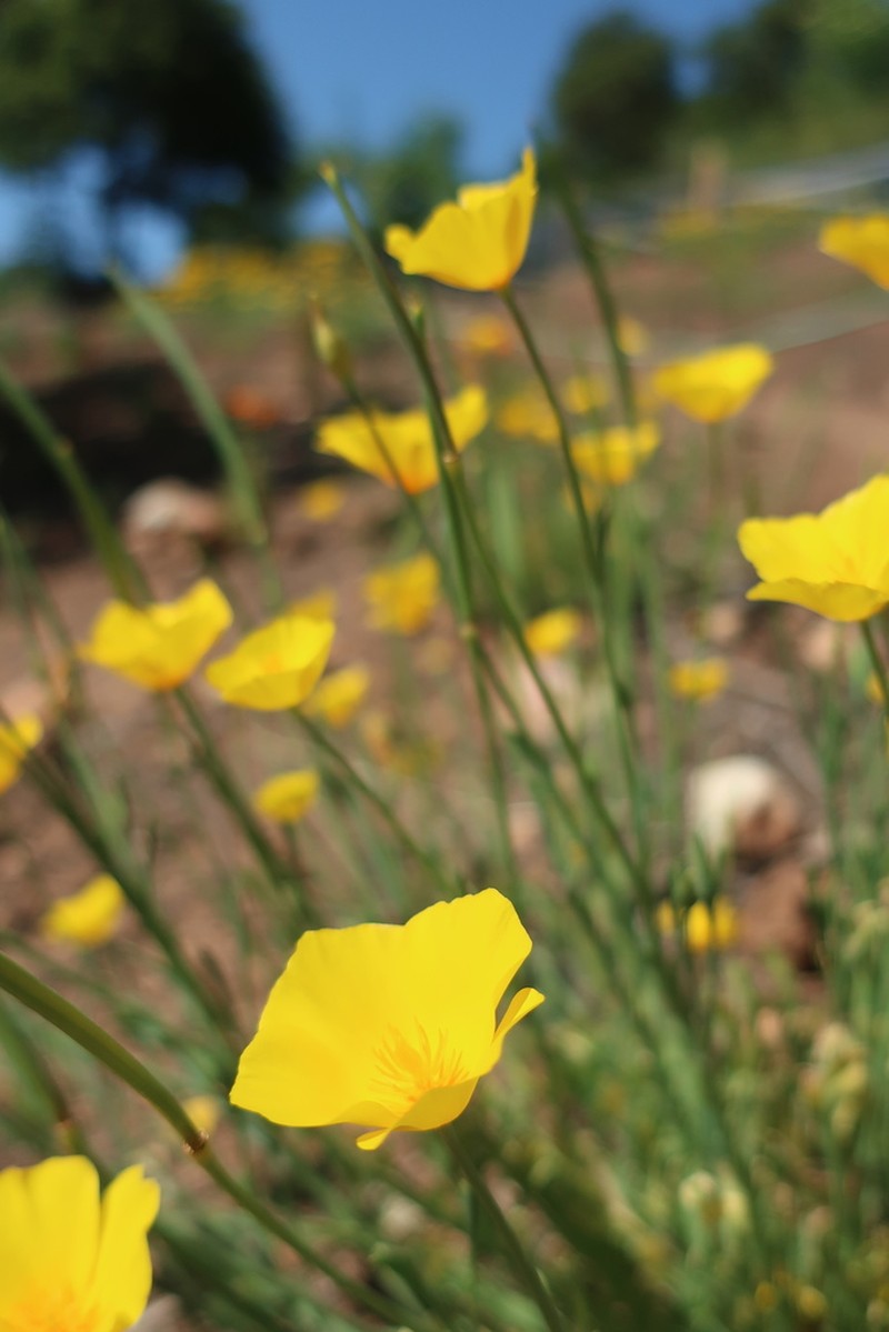 Tufted Poppy photo 4