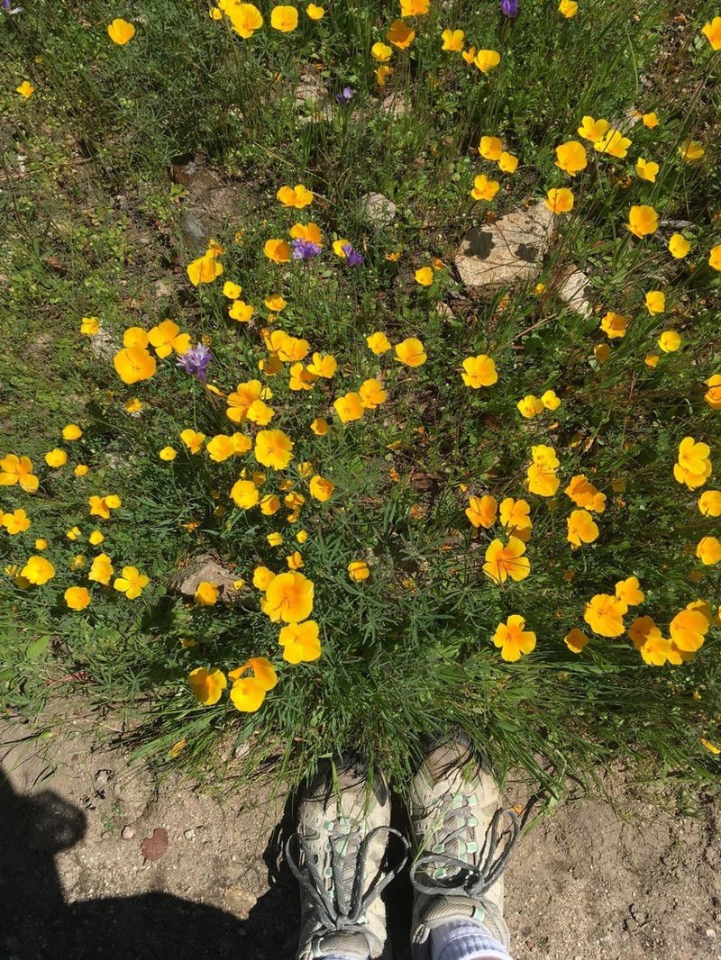 Tufted Poppy photo 5