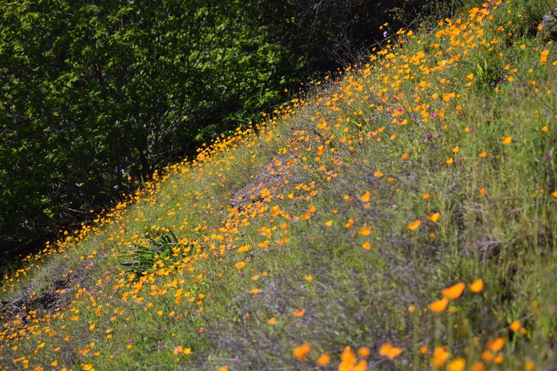 Tufted Poppy photo 7