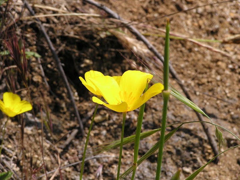 Tufted Poppy photo 8
