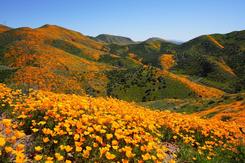 California Poppy