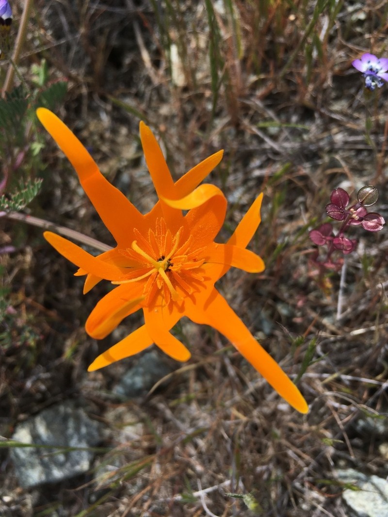 California Poppy photo 2
