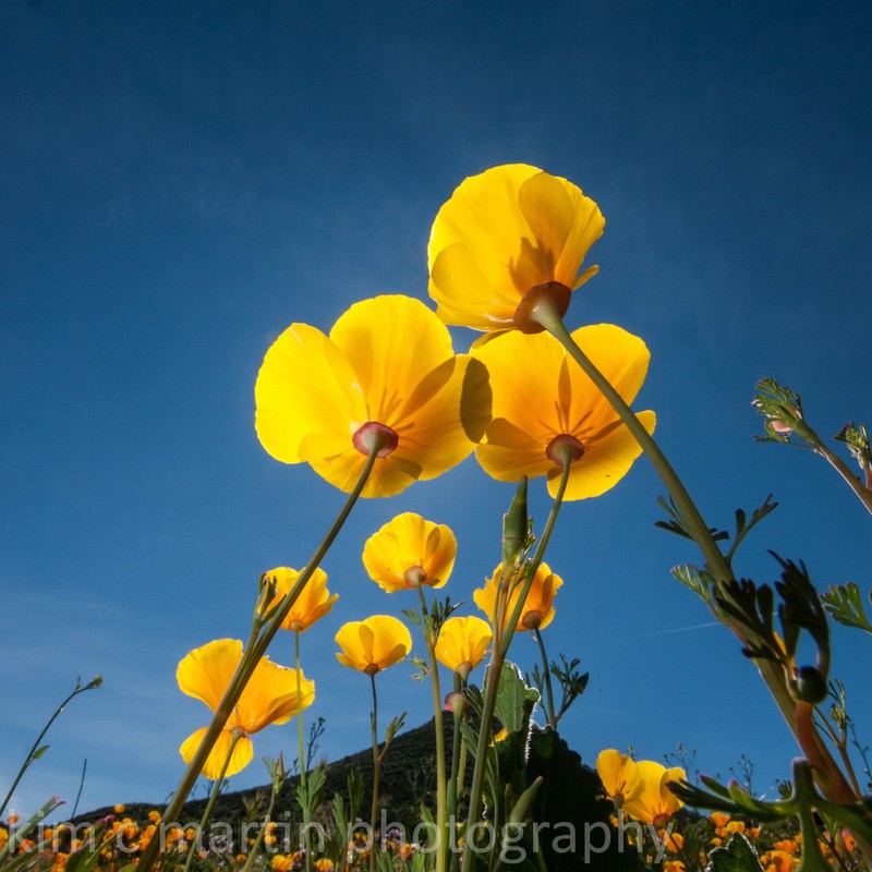 California Poppy photo 3