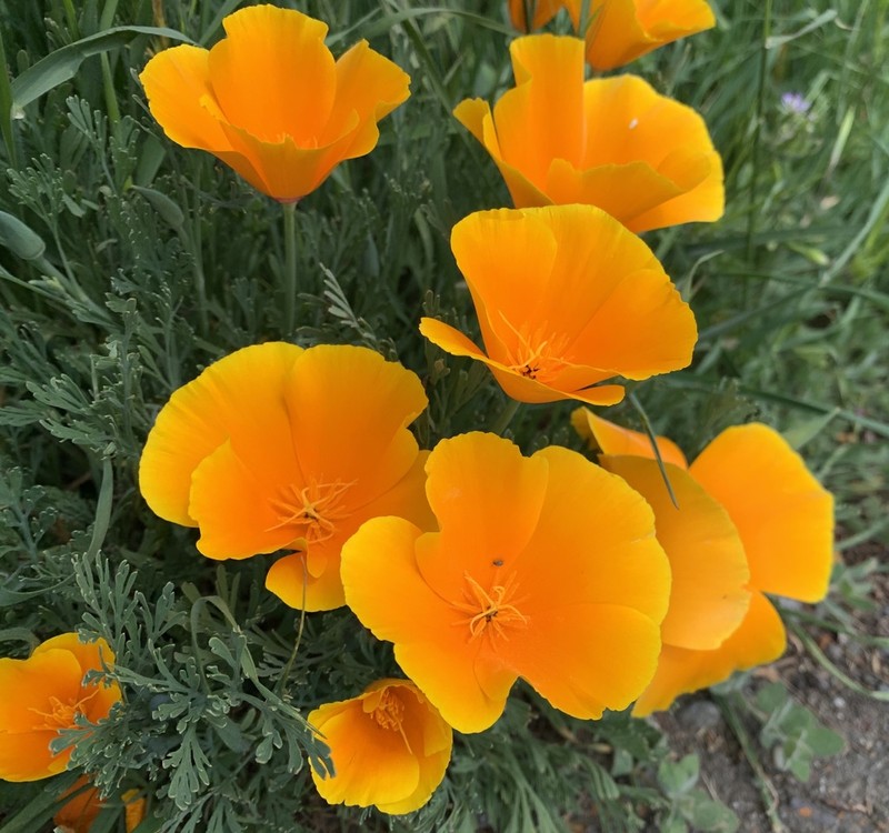 California Poppy photo 4