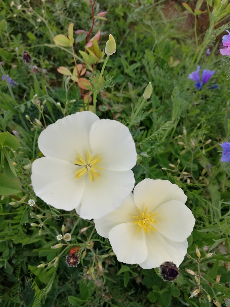 California Poppy photo 5