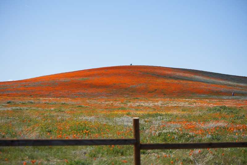 California Poppy photo 6