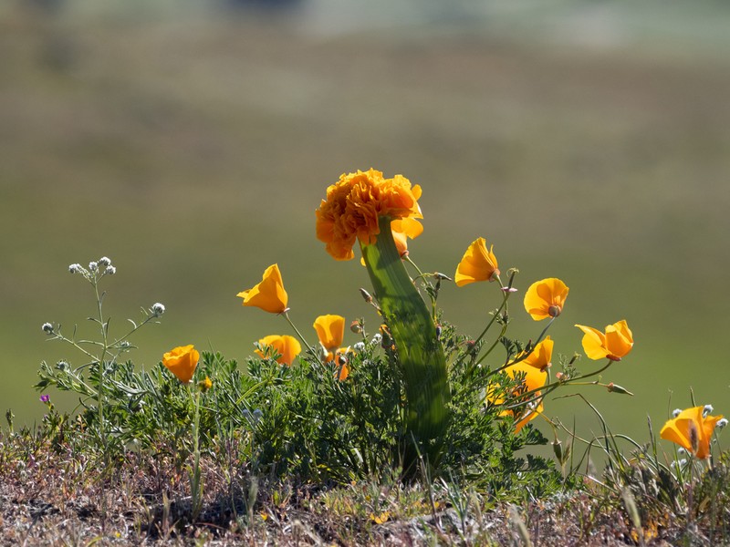 California Poppy photo 7