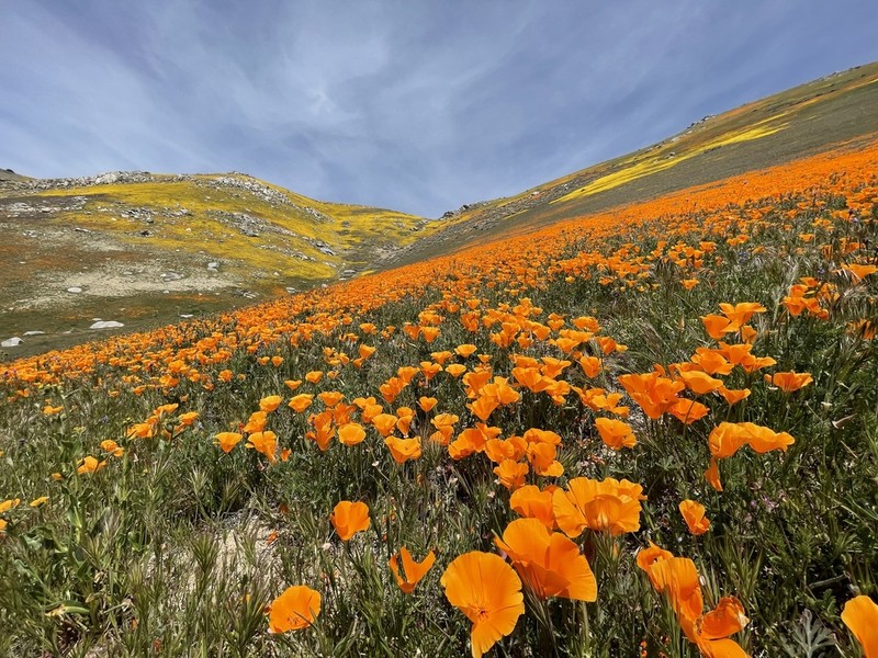 California Poppy photo 8