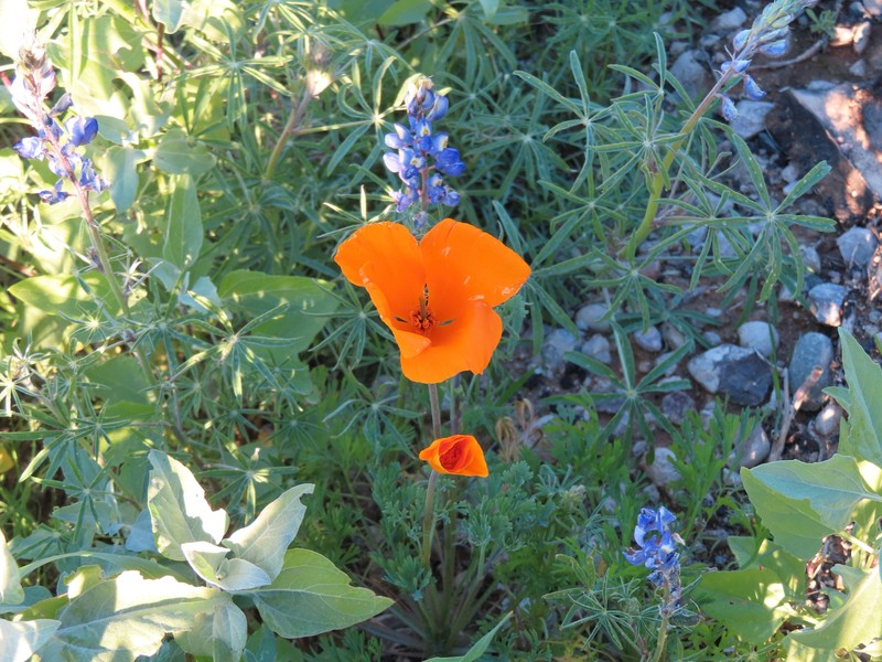 Eschscholzia californica subsp. californica