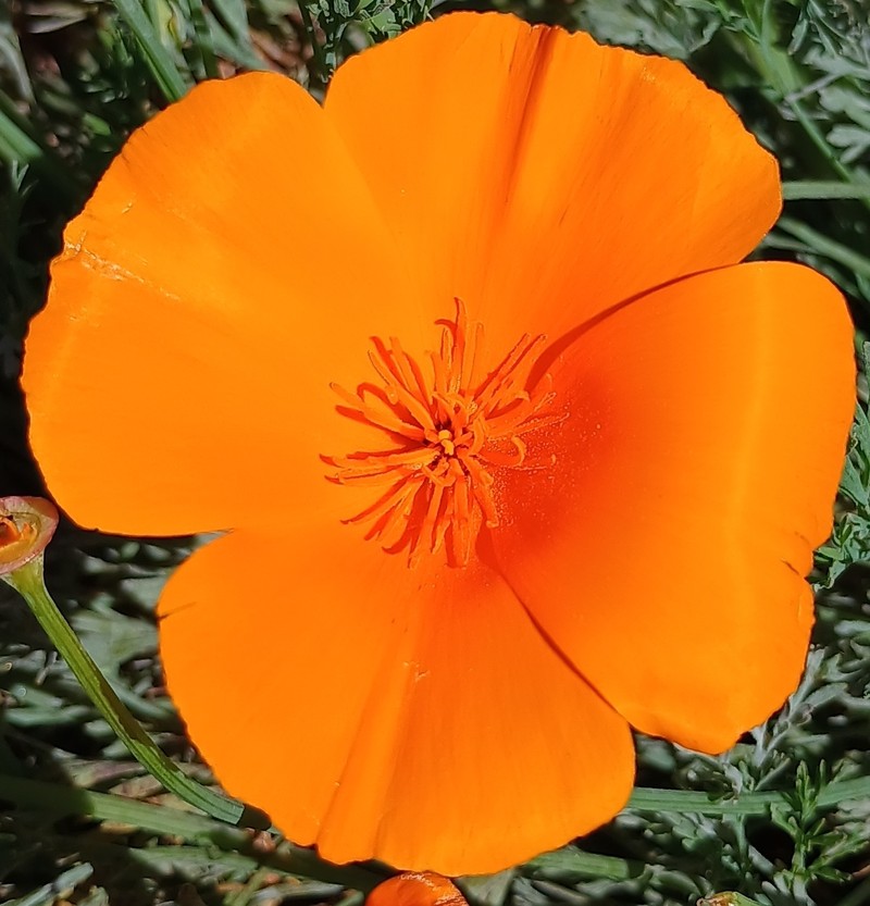 Eschscholzia californica subsp. californica photo 2