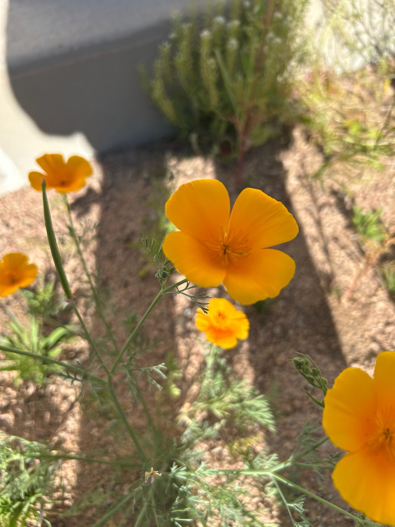 Eschscholzia californica subsp. californica photo 3