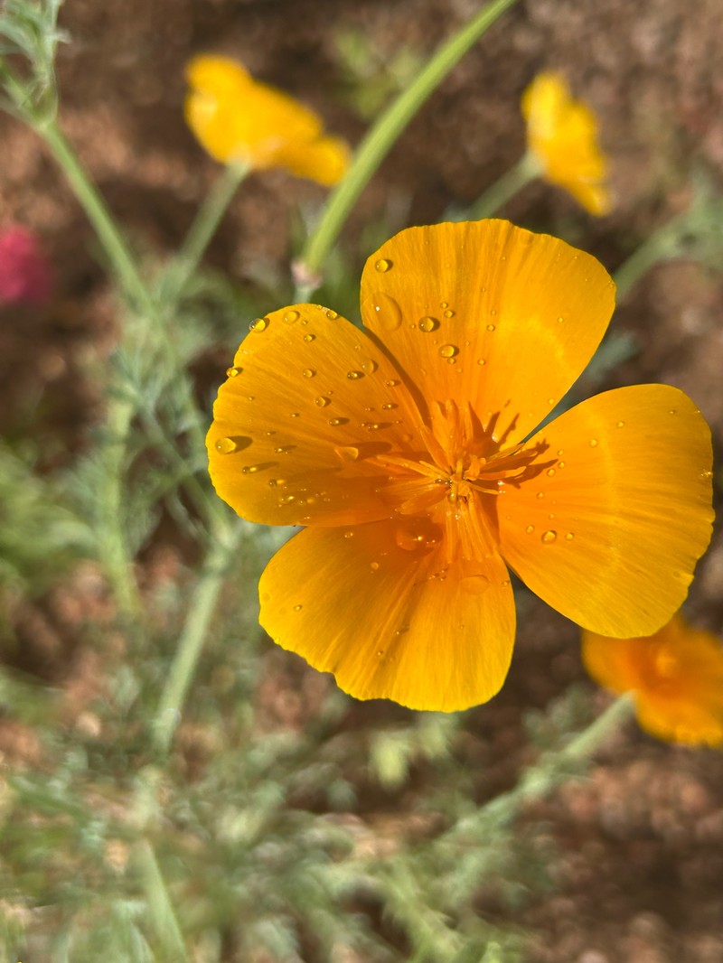 Eschscholzia californica subsp. californica photo 4