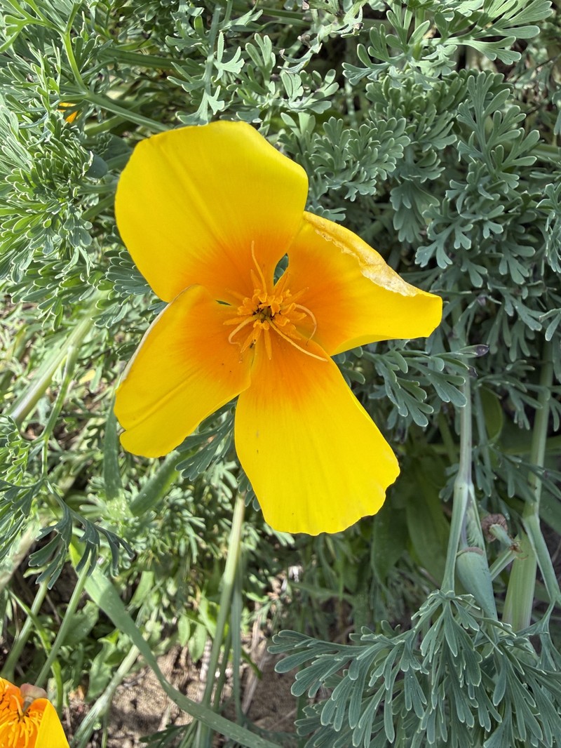Eschscholzia californica subsp. californica photo 5
