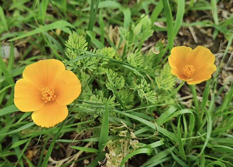 Eschscholzia californica subsp. californica photo 6