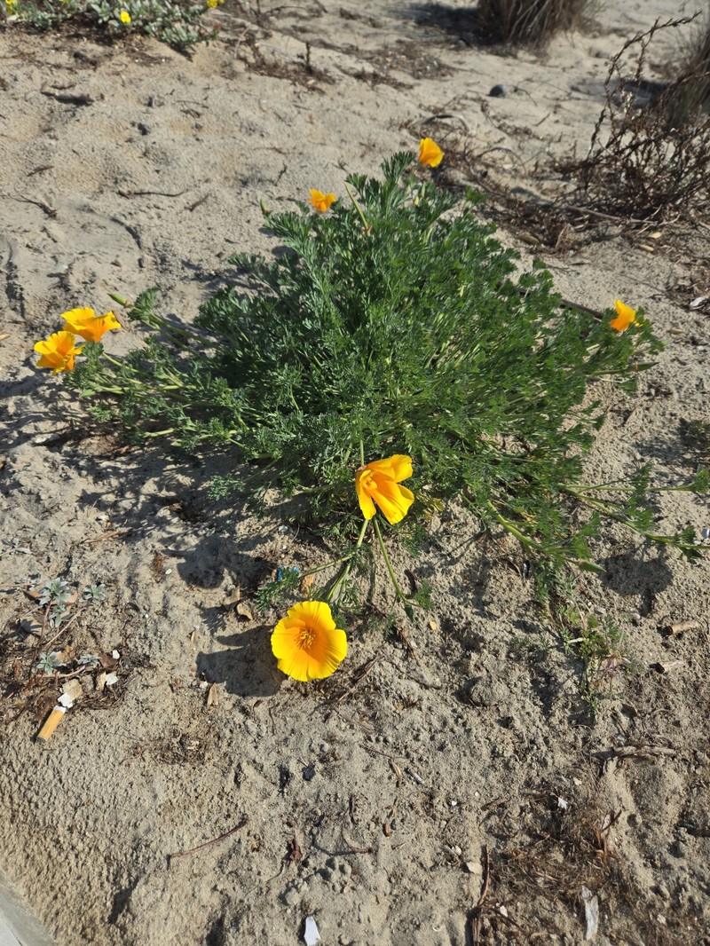 Eschscholzia californica subsp. californica photo 7