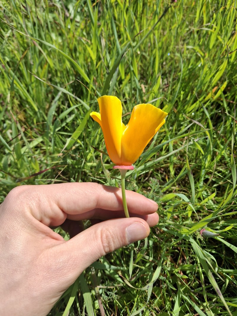 Eschscholzia californica subsp. californica photo 8