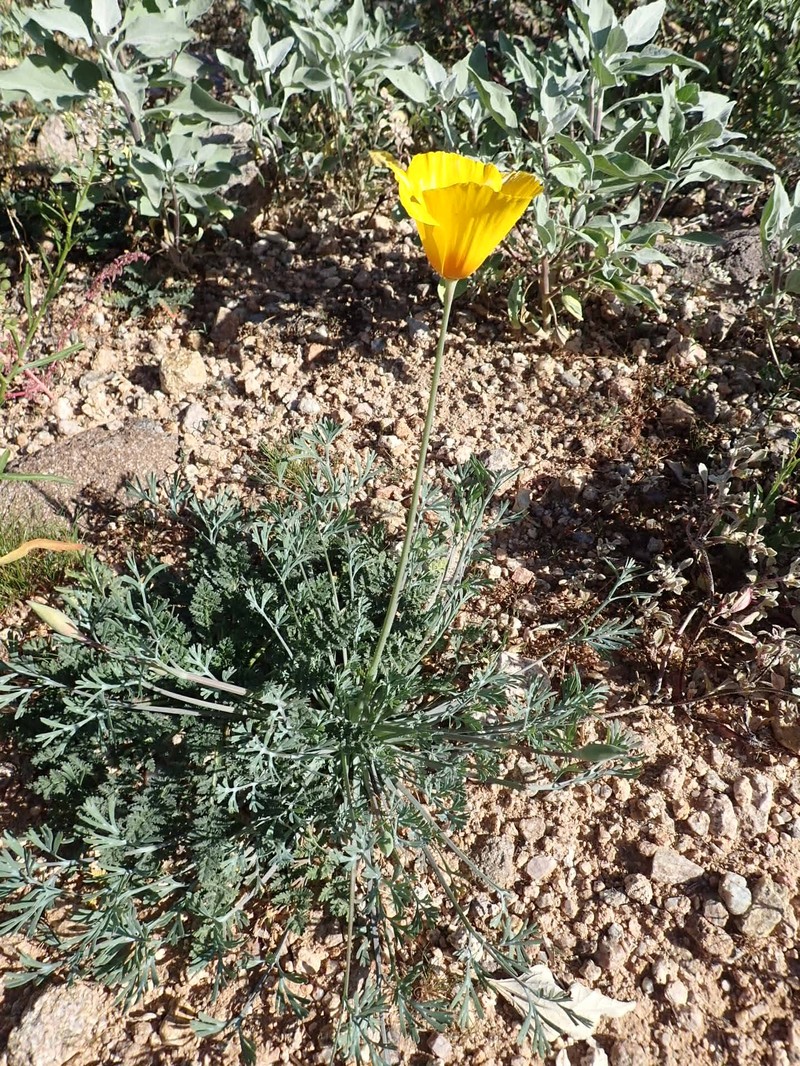 Eschscholzia californica subsp. mexicana