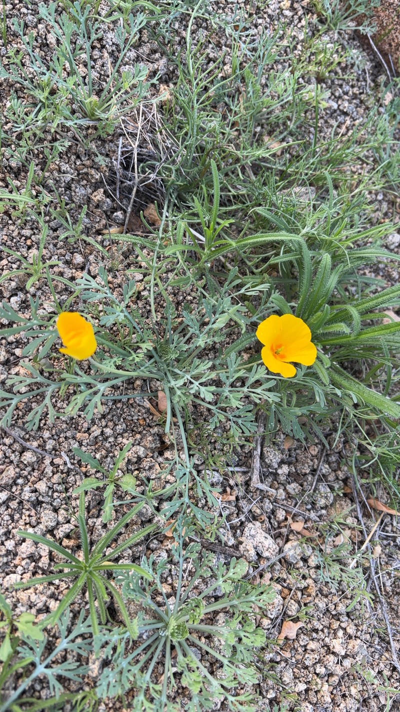 Eschscholzia californica subsp. mexicana photo 2