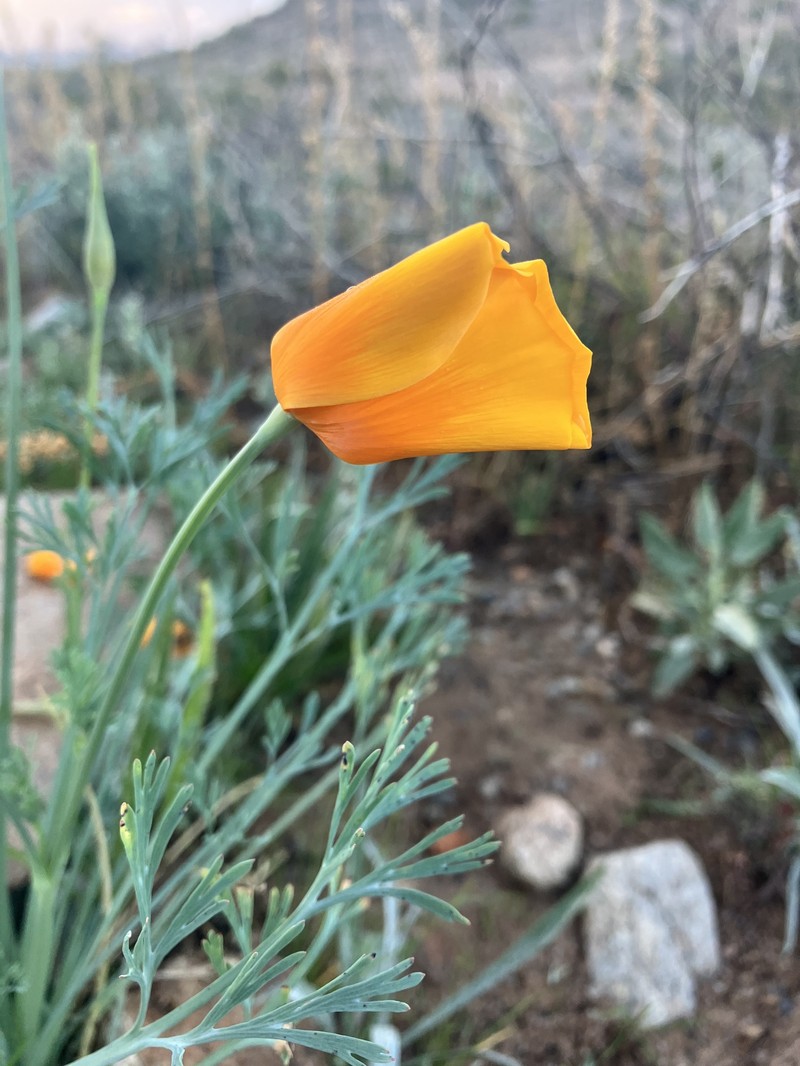 Eschscholzia californica subsp. mexicana photo 3