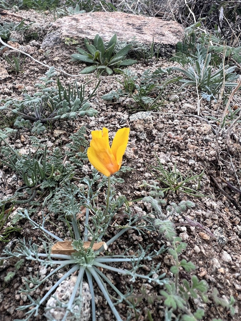Eschscholzia californica subsp. mexicana photo 4