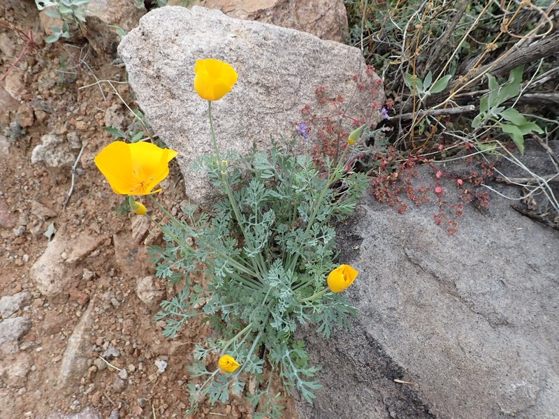Eschscholzia californica subsp. mexicana photo 5