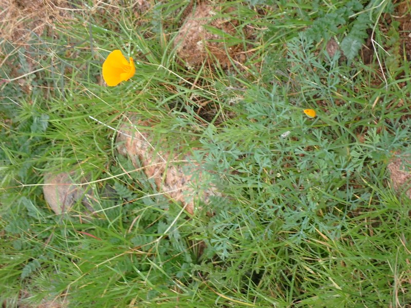 Eschscholzia californica subsp. mexicana photo 6